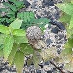 Monarda fistulosa Fruit