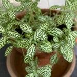 Fittonia albivenisLehti