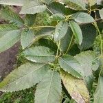 Handroanthus heptaphyllus Folha