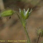 Cerastium brachypetalum Fruto