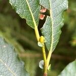 Salix appendiculata その他の提案