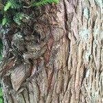 Cryptomeria japonica 樹皮