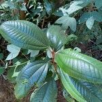 Miconia albicans Fuelha