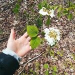 Viburnum lantanoides Leaf