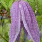 Clematis alpina Blüte