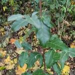 Elaeagnus multiflora Leaf