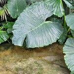 Alocasia macrorrhizos Ліст