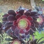 Aeonium arboreumBlodyn