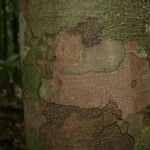 Protium aracouchini Кора