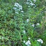 Symphyotrichum lanceolatum Habit