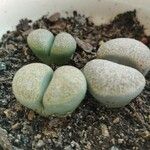 Lithops localis 葉