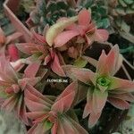 Crassula capitella ഇല