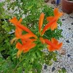 Tecomaria capensis Blüte