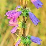 Campanula bononiensis Õis