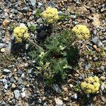 Lomatium dasycarpum Хабит