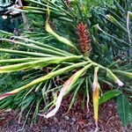 Hedychium coccineum 花