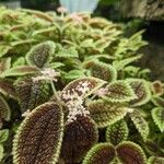 Pilea involucrata Кветка