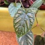Cissus javana Folha