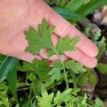 Nemophila phacelioides Leaf