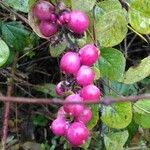 Symphoricarpos orbiculatus Fruto