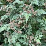 Rubus thibetanus Hoja