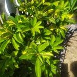 Schefflera arboricola Leht