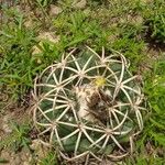 Echinocactus texensis 葉