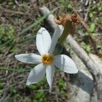 Narcissus obsoletus Květ