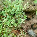 Alternanthera ficoidea Leaf