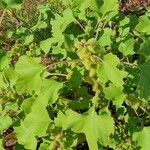 Xanthium orientale Leaf