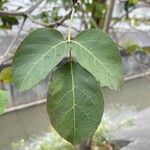 Tabebuia roseoalba Blatt