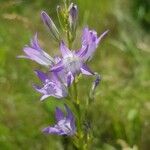 Campanula rapunculusBlodyn