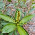 Stillingia sylvatica Flower