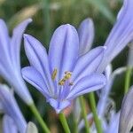 Agapanthus africanusКвітка