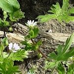 Geranium carolinianum Λουλούδι