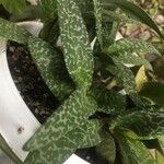 Ledebouria socialis Lapas