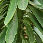 Euphorbia neriifolia Hoja
