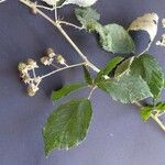 Rubus winteri Bloem