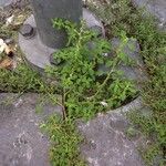 Dysphania pumilio Hoja