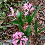 Hyacinthus orientalisফুল