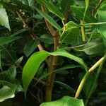 Ficus ingens Облик