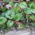 Rubus tricolor Leaf