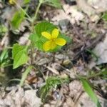 Viola pubescensFlower