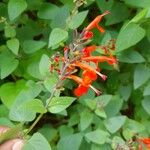 Salvia coccinea Lorea