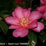 Camellia x vernalis Floare