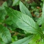 Erechtites hieraciifolius Leaf