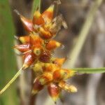 Carex pumila Frucht