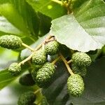 Alnus glutinosa Frukto