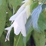 Oxera pulchella Flower