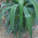 Yucca aloifolia Levél